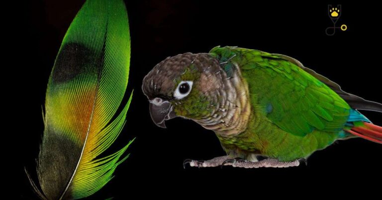 What to Do If Your Parrot Has a Broken Blood Feather