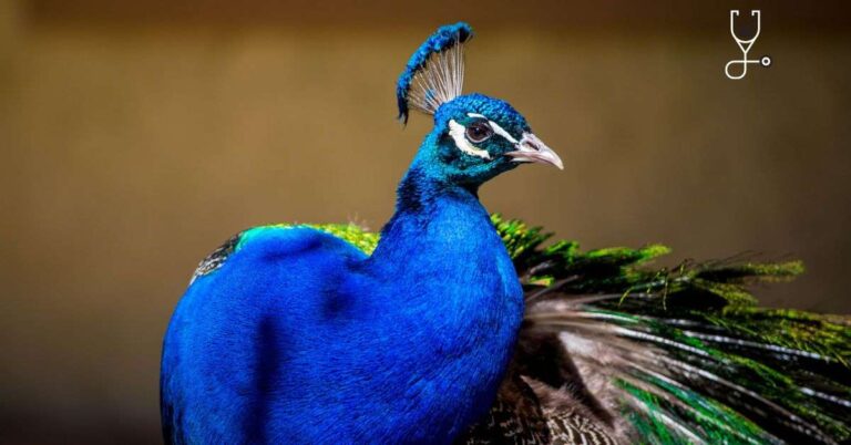 Everything You Need to Know About Pet Peacocks