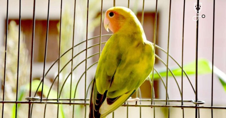 How I Gained My Lovebird's Trust