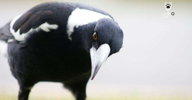 Ravens, Magpies, and Crows: The Smartest Birds