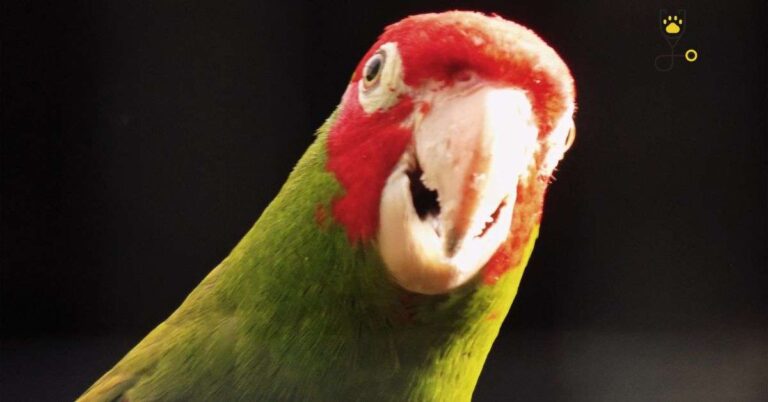 Top 10 Best Talking Parrots