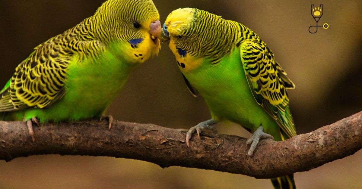 Why Budgies Are Better in Pairs